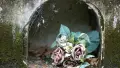 Two pink roses lying in a concrete hollow with moss growing 