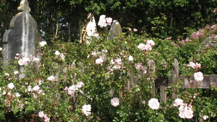 Photograph of a white rose bush against tombstone