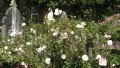Photograph of a white rose bush against tombstone