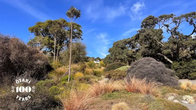 Photo of a nobly hill covered in tussock grass, low scrubs and some trees, sky is bright blue.