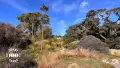 Photo of a nobly hill covered in tussock grass, low scrubs and some trees, sky is bright blue.