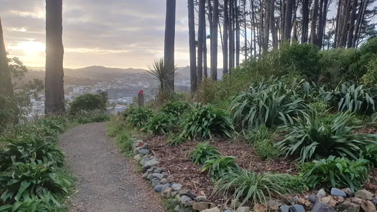 Forest greenery and a walking path