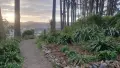 Forest greenery and a walking path