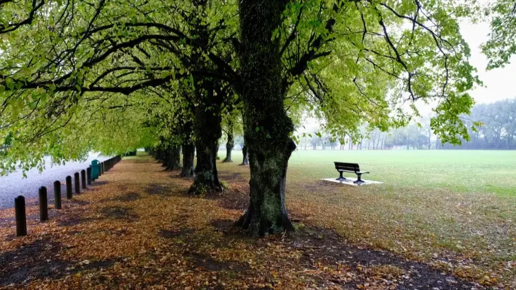 Exterior shot of park with large trees