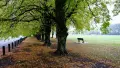 Exterior shot of park with large trees