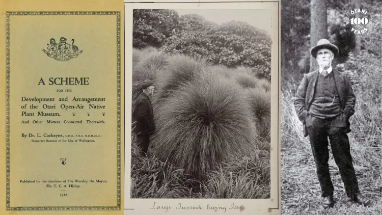 Two black and white photos of a suited man standing in the bush, and a 1932 printed flyer for the development of Otari Native Plant Museum