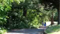 People walking along a tree surrounded path.