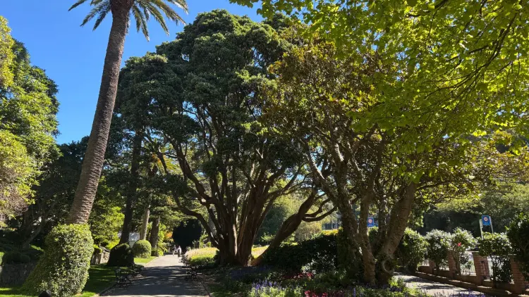Photo of trees at Wellington Botanic Gardens, including Pohutukawa and palm tree on a sunny day.
