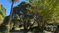 Photo of trees at Wellington Botanic Gardens, including Pohutukawa and palm tree on a sunny day.