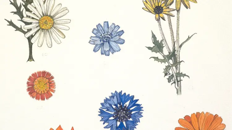 colour pencil and ink drawings of various flowers on cream coloured paper