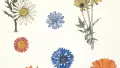 colour pencil and ink drawings of various flowers on cream coloured paper