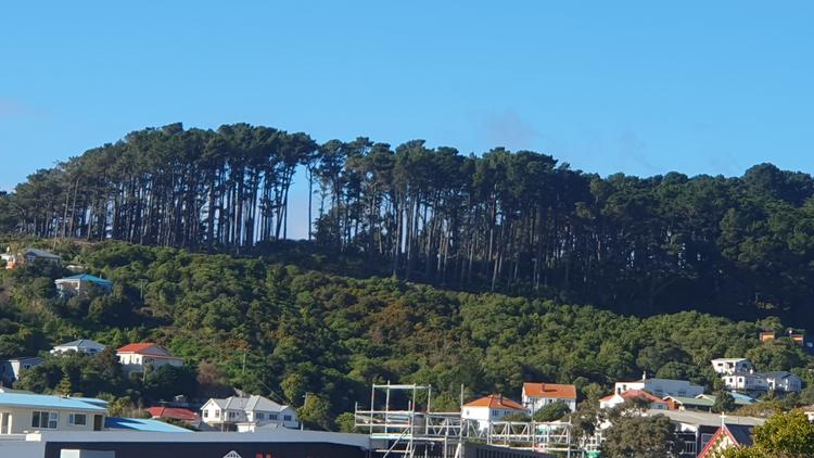 Forest tree line about houses and shops