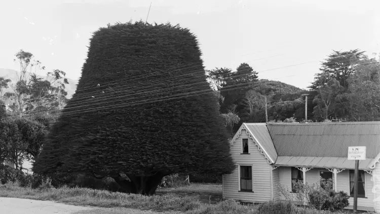 Historic photo of old house with large round tree
