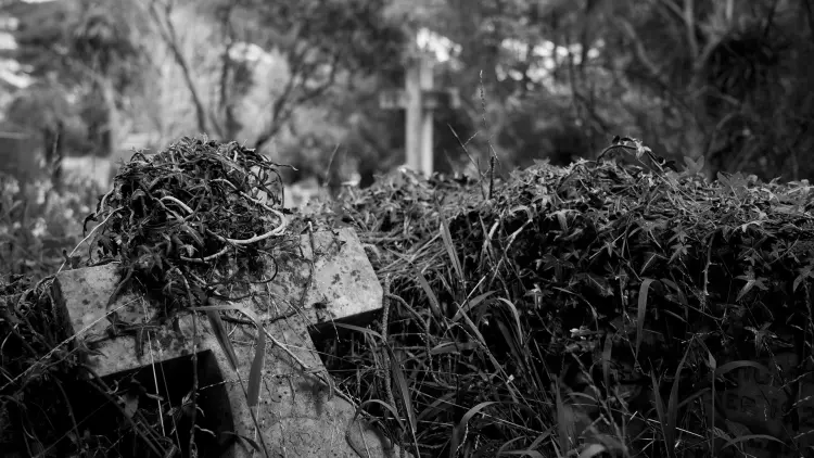 Black and white photograph. A broken stone cross from a burial plot sits leaning against a hedge. The cross is covered by plant matter.