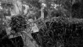 Black and white photograph. A broken stone cross from a burial plot sits leaning against a hedge. The cross is covered by plant matter.