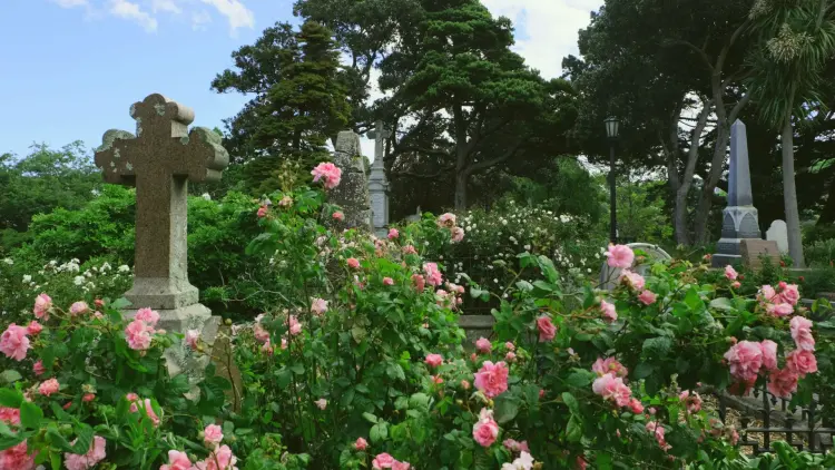 Tombstones in a field of pink roses