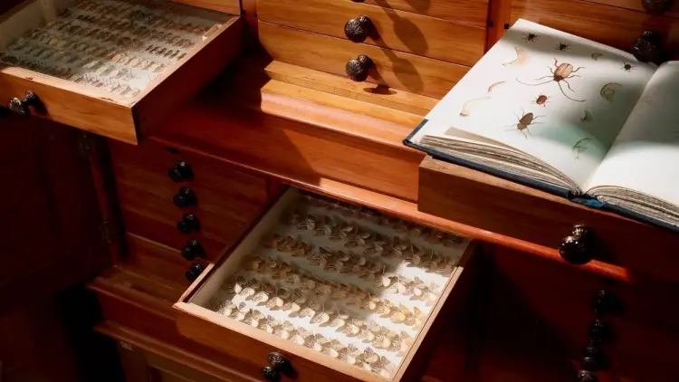 Drawer of insect specimens at a museum