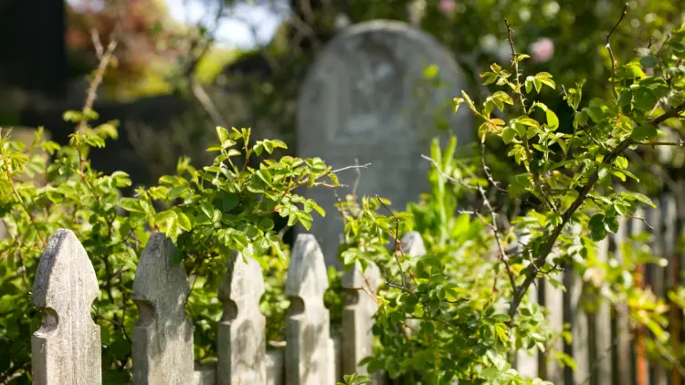 Photograph of a wicket fence with green bushes surrounding it and a tombstone in the background
