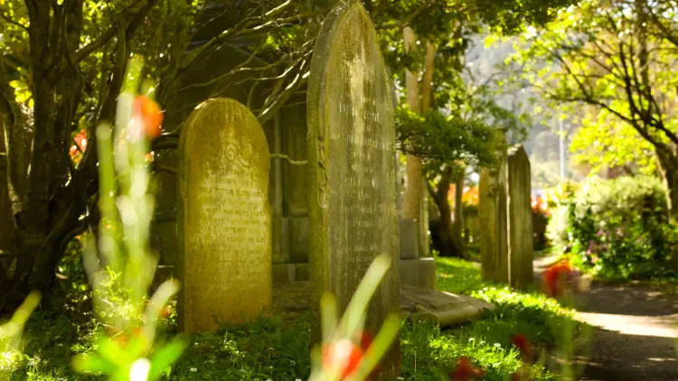Colour photograph of tombstones and green foliage